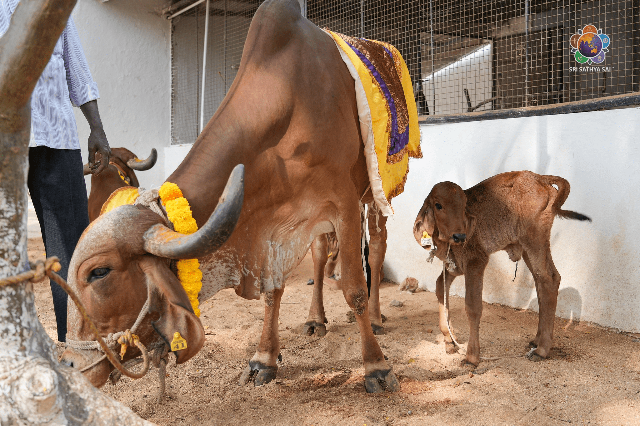 Distribution of ‘Gir’ Cows to Beneficiaries | Phase -2 | Dec 27, 2025