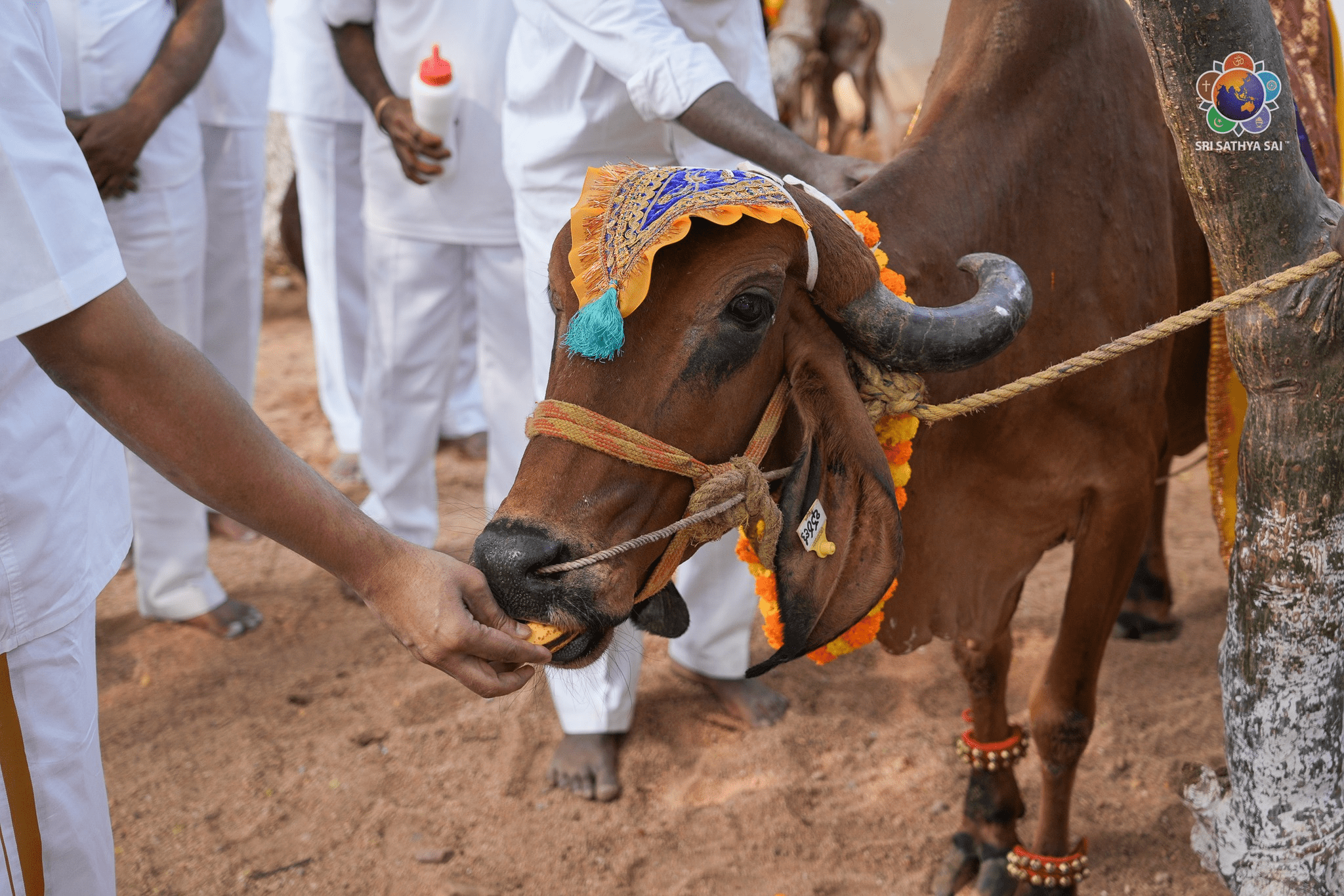 Distribution of Gir Cows to Beneficiaries at Sri Sathya Sai Gokulam | Phase – 3 | Jan 4, 2026
